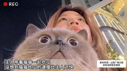 娱乐猫吃瓜,揭秘娱乐圈那些不为人知的幕后故事