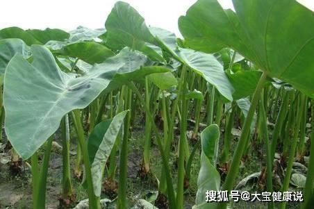 娱乐吃瓜酱检测皮肤状况,一招检测皮肤状况，美丽肌肤从“吃”开始