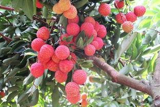 娱乐吃瓜酱桂花树,桂花树下那些不为人知的娱乐圈秘闻