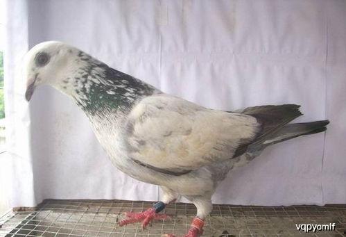 娱乐吃瓜君鸽子,揭秘娱乐圈背后的那些事儿