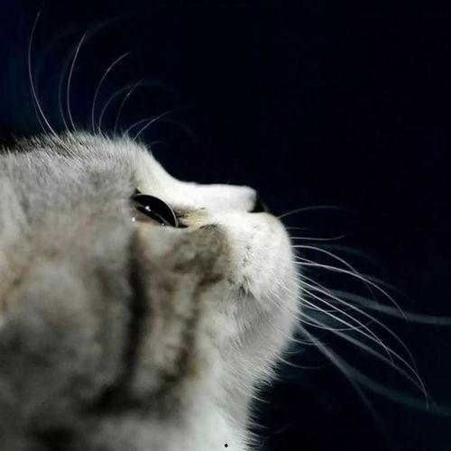 娱乐吃瓜菌猫猫