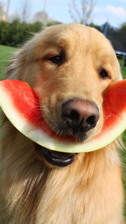 娱乐吃瓜君宠物,揭秘明星宠物的趣味生活