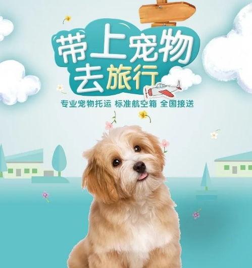 娱乐吃瓜君宠物,揭秘明星宠物的趣味生活