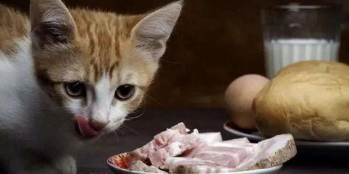 娱乐吃瓜酱猫抢鸡仔,猫界“抢鸡仔”大战，萌态百出！